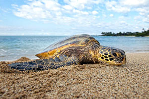 Palm Beach Sea Turtles