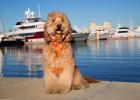 Palm Harbor Marina in South Florida is pet friendly
