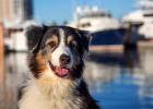 Palm Harbor Marina of South Florida is pets permitted